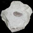 Flexicalymene Trilobite from Ohio - D #5910-2